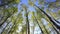 Tree tops in peaceful blue sky