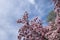 Tree tops and sky in the spring with pink flower tree blooms