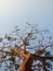 A tree towering under the blue sky