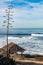 Tree Towers Over Iconic Surfer Shack at Windansea Beach