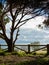 Tree in a tranquil setting overlooking the Atlantic ocean, in Tarifa. Natural landscape of Spain