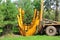 Tree transplanter heavy machine. machine for transplanting large trees. Planting large spruce trees in the park