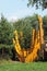 Tree transplanter heavy machine. machine for transplanting large trees. Planting large spruce trees in the park