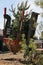Tree transplanter heavy machine. machine for transplanting large trees. Planting large spruce trees in the park. Landscaping,