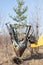 Tree transplanter heavy machine shovel with pine tree. Landscaping, seasonal agricultural engineering, large trees landing