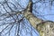 Tree. Tree bark. Blue sky. Tree against blue sky. Tree closeup and blurred background. Vegetation. Greenery. Urban nature.