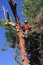 Tree trimmer climbed a pine tree