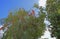 Tree trimmer prunning branches high up in a Chinese Elm tree.