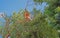 Tree trimmer prunning branches high up in a Chinese Elm tree.