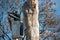 A tree trimmer worker from Artist tree service holds a chainsaw