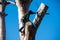 A tree trimmer worker from Artist tree service using ropes and safety rigging pushes a tree trunk piece