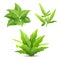 Tree tropical green leaves collections isolated