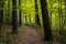 Tree Trucks Lean Left As Trail Passes Through