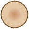 Tree Trunk Annual Rings Section