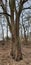 tree trunk in autumn forest cowered fallen leaves