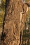 TREE TRUNK WITH BARK PEELING OFF