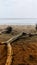 Tree trunk on the beach