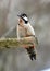 On a tree trunk the big motley woodpecker Dendrocopos major