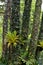 Tree trunk and bracken grass in forest