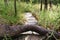 Tree trunk on cement stair in forest on mountain