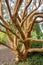 Tree trunk of a Chilean Myrtle, known as luma apiculata