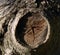 Tree trunk close-up