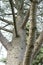 Tree trunk close up from cedrus atlantica atlas cedar from mountain