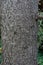 Tree trunk close up from cedrus atlantica atlas cedar from mountain