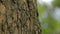 Tree trunk close up, maple trunk close up, textured tree bark close up