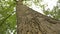 Tree trunk close up, maple trunk close up, textured tree bark close up