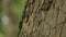 Tree trunk close up, maple trunk close up, textured tree bark close up