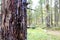 Tree trunk close-up. There is bark and hardened resin on the tree. In the background a forest in defocus