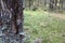 Tree trunk close-up. There is bark and hardened resin on the tree. In the background a forest in defocus