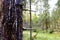 Tree trunk close-up. There is bark and hardened resin on the tree. In the background a forest in defocus