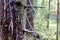 Tree trunk close-up. There is bark and hardened resin on the tree. In the background a forest in defocus