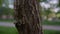 Tree trunk in closeup among green fresh grass in small park. Nature background.