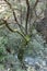 A tree trunk covered with green soft moss