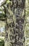 Tree trunk covered with lichen and air plants