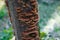 Tree trunk covered with many brown funguses, mushroom on a tree close-up