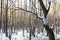 Tree trunk covered with snow near birch copse