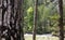 Tree trunk with crust detail. Blurred forest, nature background. Copyspace, close up view.