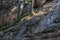 Tree trunk with curved roots grows on stone rocks covered with moss in light of sun with shadows. Cliff in nature