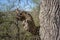 Tree trunk with curvy branch with several hollows