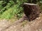 A tree trunk cut in the grove of Nahal Lotem in Haifa