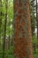 Tree trunk damaged by bark beetles. They drill holes to reproduce under the bark and in the wood, these insects can cause
