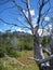 Tree trunk in a deep patagonian forest