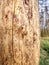 Tree trunk destroyed by bark beetles in the forest. Rotting Wood