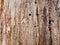 Tree trunk, eaten by pests, closeup. Dry wood texture with holes left by termites. Protecting forests from pests.