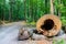 Tree trunk empty inside. Hollow in the trunk of a fallen tree