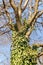 Tree trunk entwined with curly green ivy against a blue spring sky. The common ivy is an evergreen climbing and honey plant